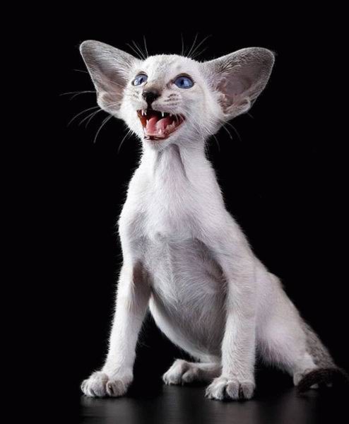 494x600, 32 Kb / котёнок, ушастый