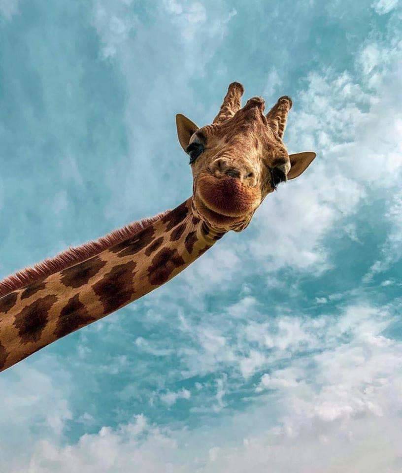 816x960, 63 Kb / жираф, шея, взгляд