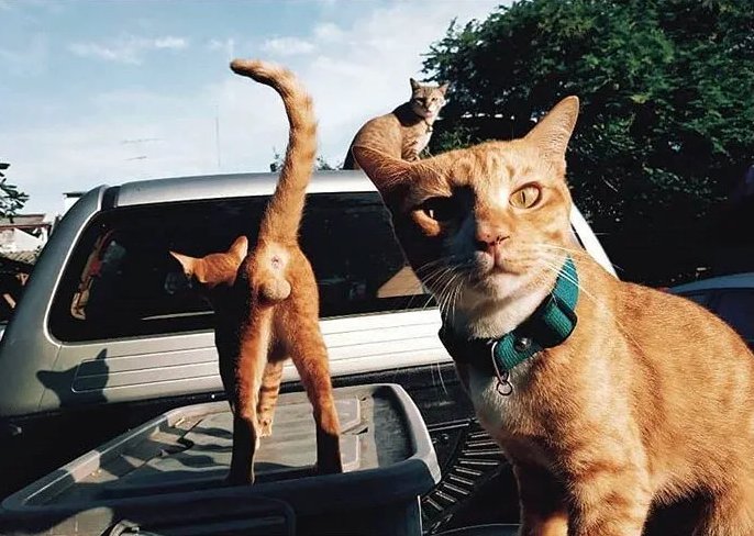 686x488, 78 Kb / коты, яйца, рыжие