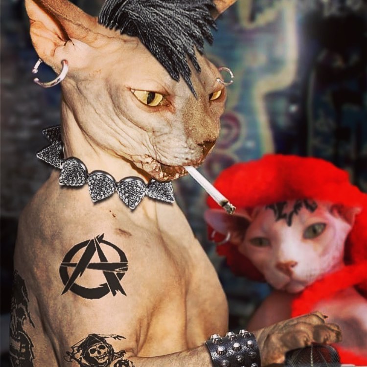 750x750, 105 Kb / Кот, кошка, сфинкс, тату, пирсинг, ирокез