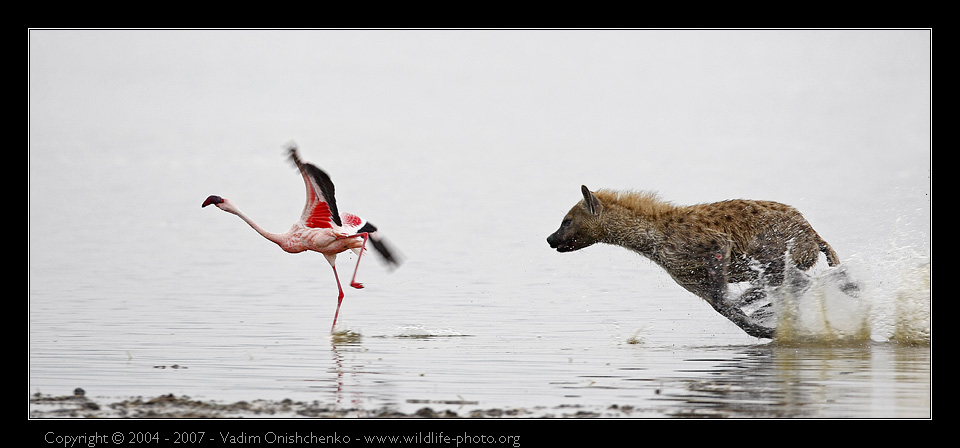 960x448, 102 Kb / пиздец, фламинго, гиена