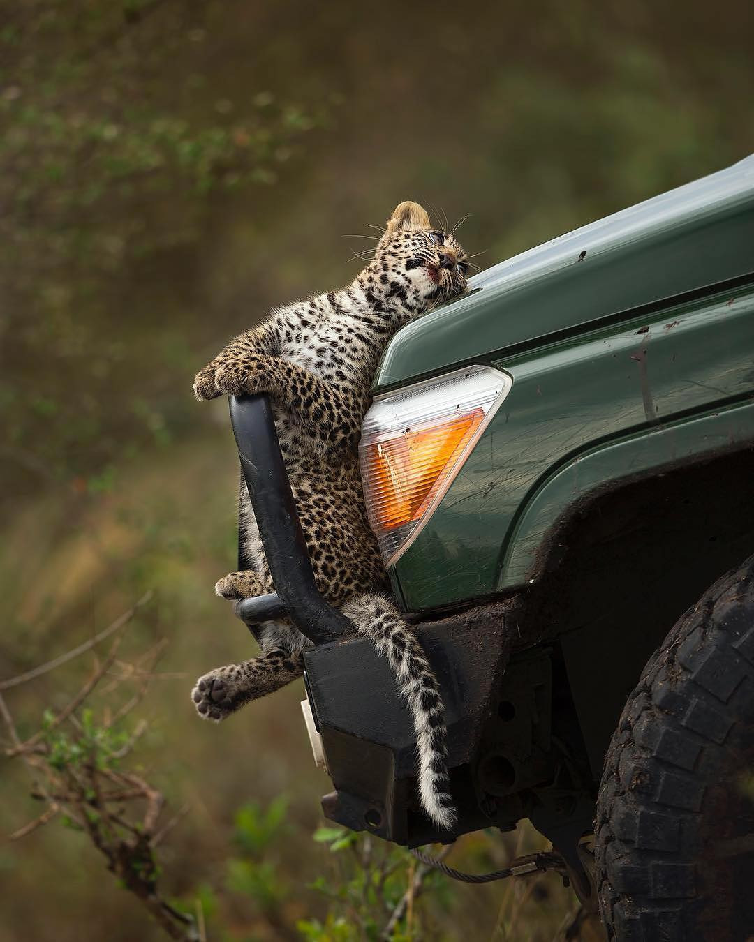 1080x1350, 217 Kb / котенок, автомобиль, леопард, тойота, бампер, капот