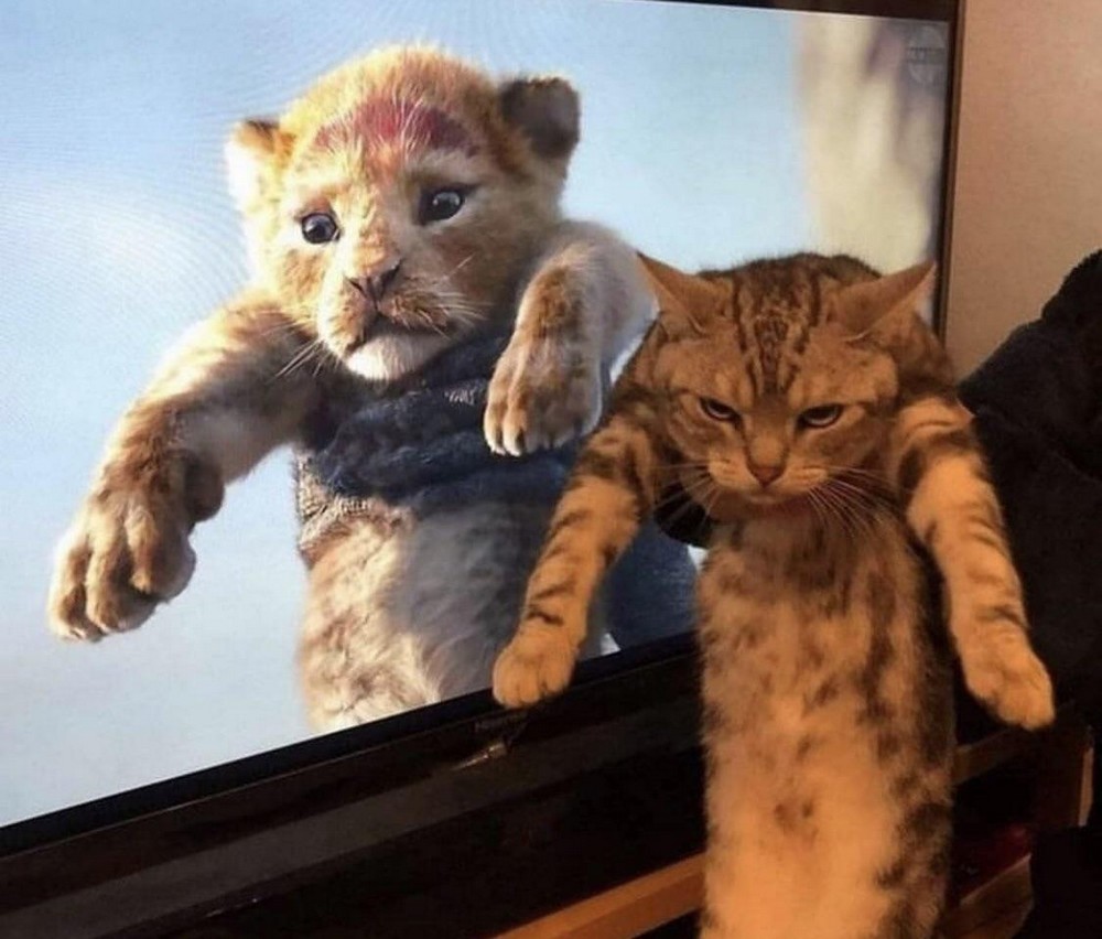 1000x852, 134 Kb / король лев, кот, морда, недовольная, телевизор, мультик, кошка