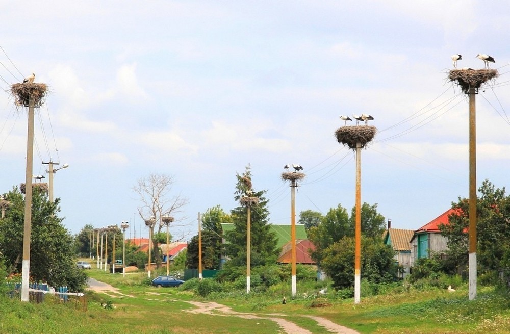 1000x655, 151 Kb / столбы, аисты