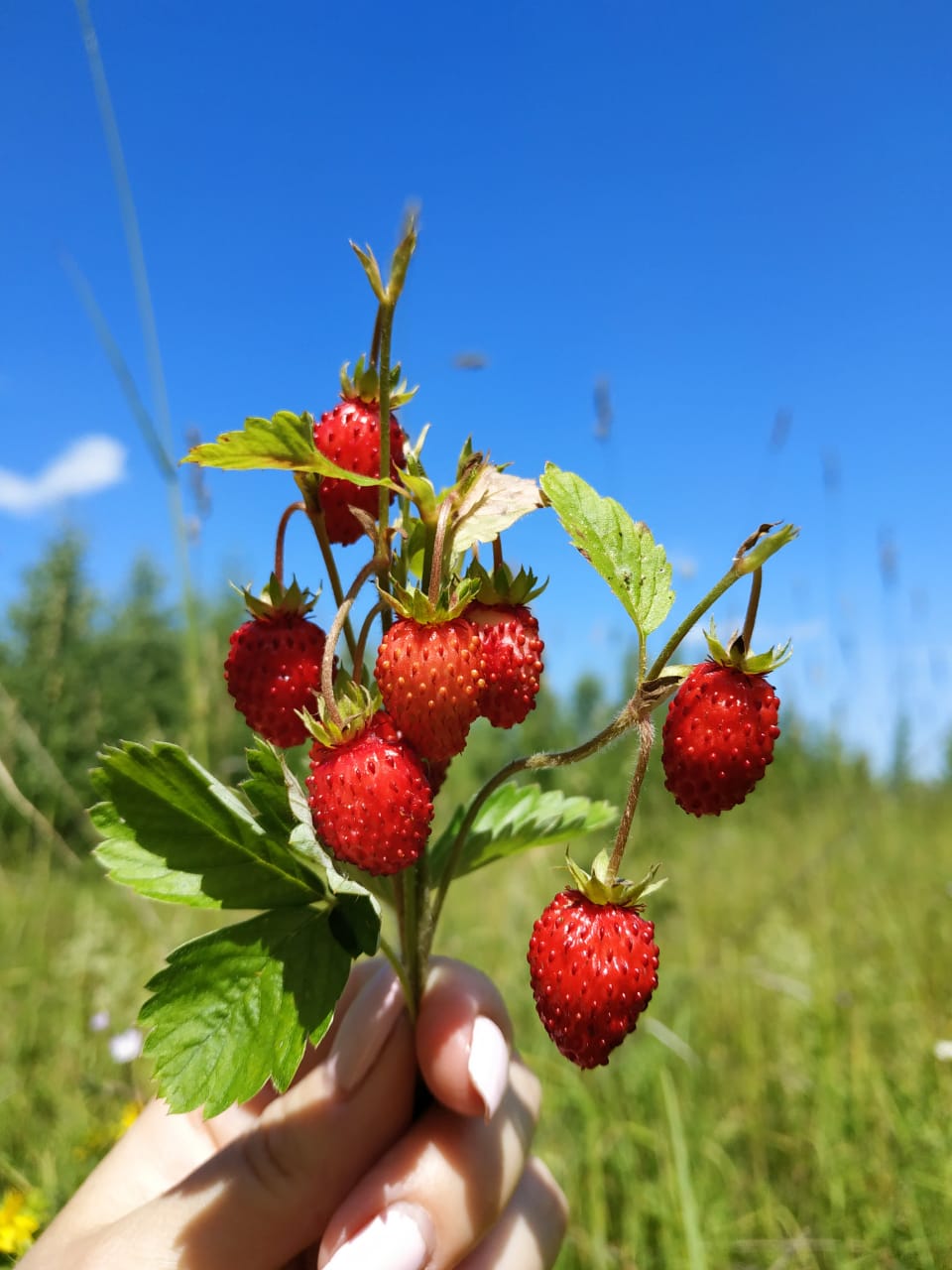 960x1280, 107 Kb / лето, земляника, пиздато