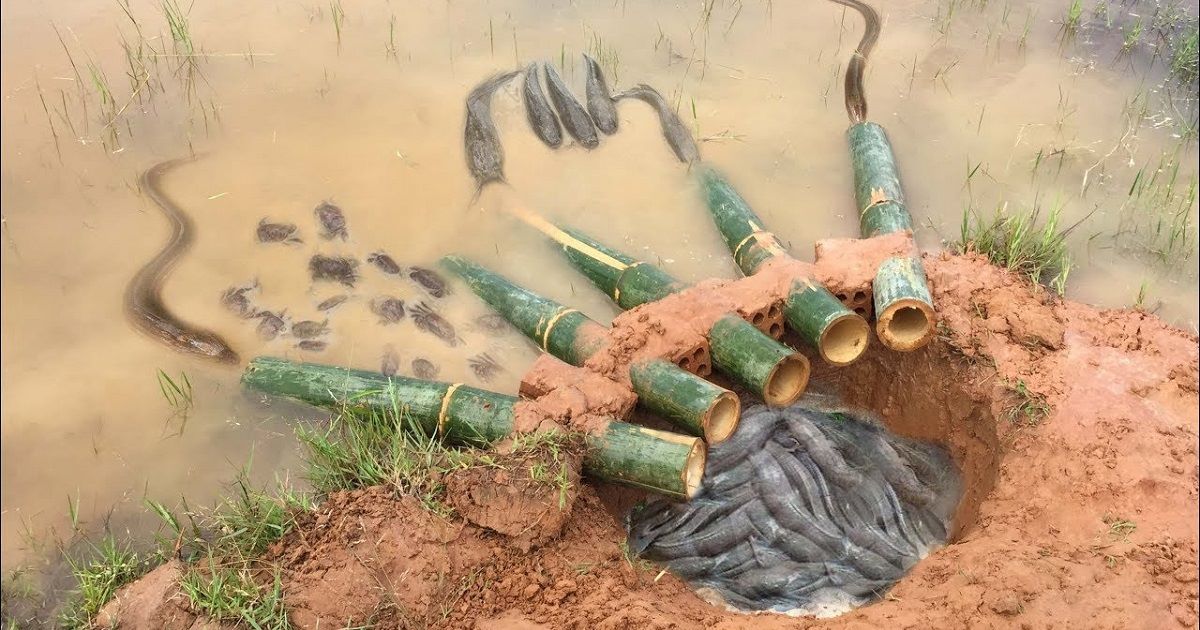 1200x630, 152 Kb / ловушки, рыбы, сомы, крабы, вода, бамбук