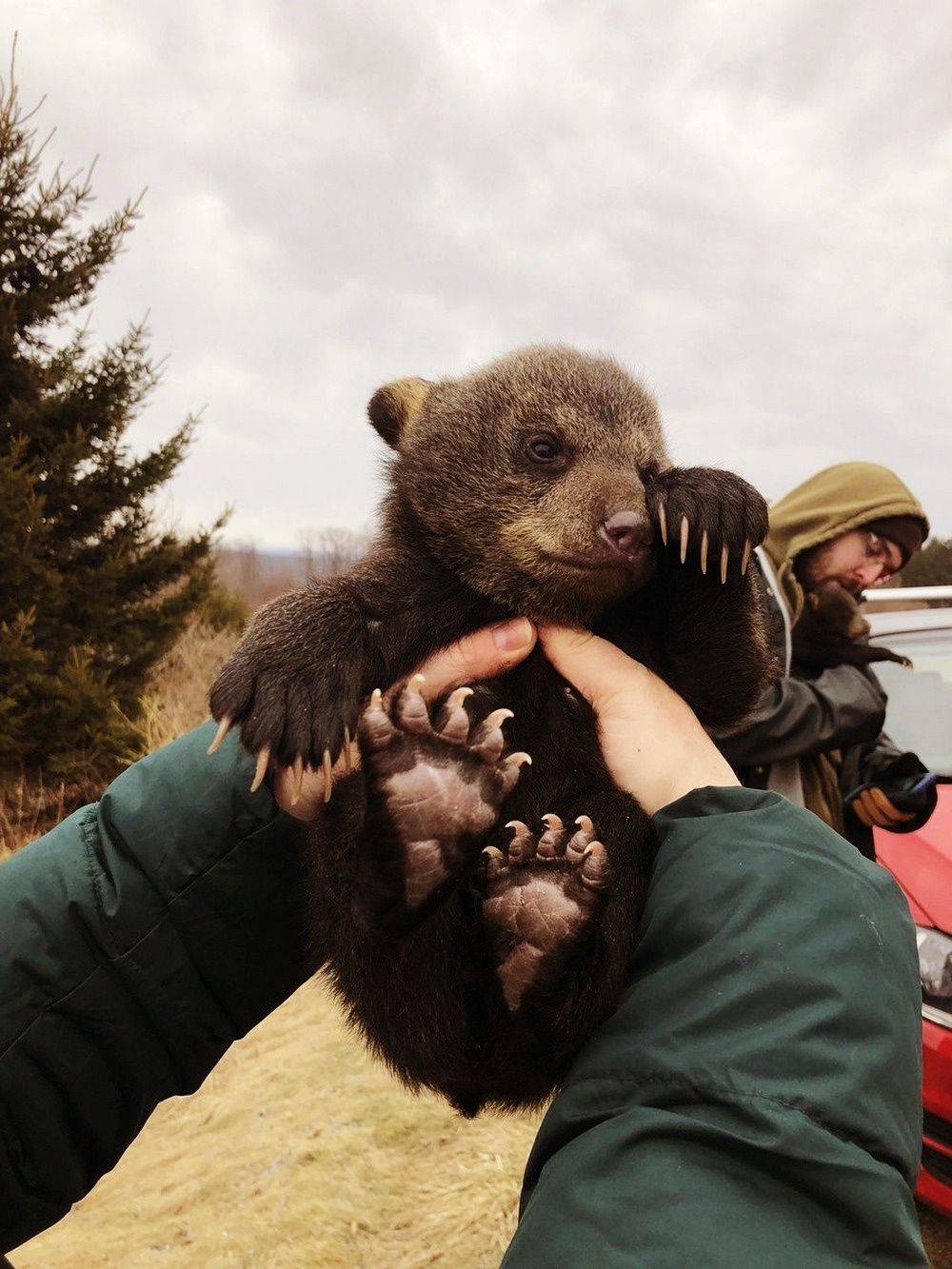 1000x1333, 153 Kb / миша, медвежонок, лапы, когти, вырасту - выебу