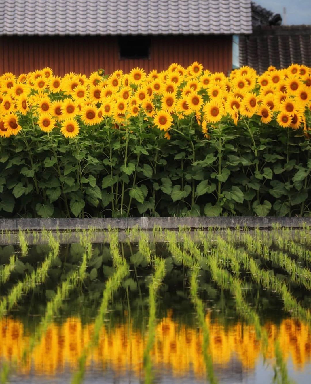 1080x1332, 207 Kb / подсолнухи, отражение