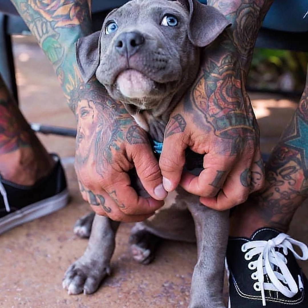 1080x1080, 119 Kb / тату, щенок