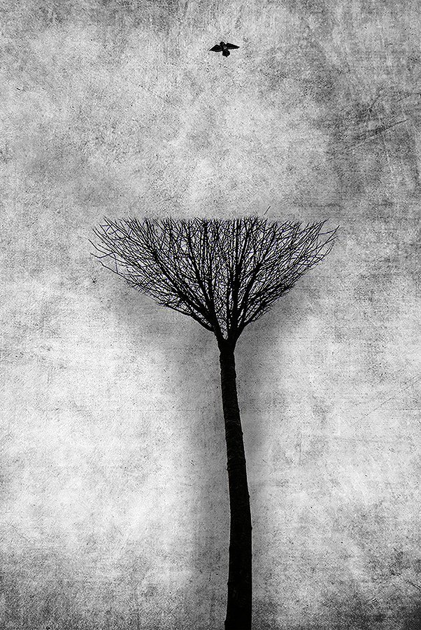 602x900, 213 Kb / дерево, птица, ч/б, Cezary Dubiel