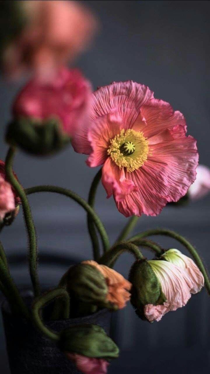 720x1280, 74 Kb / мак, цветы