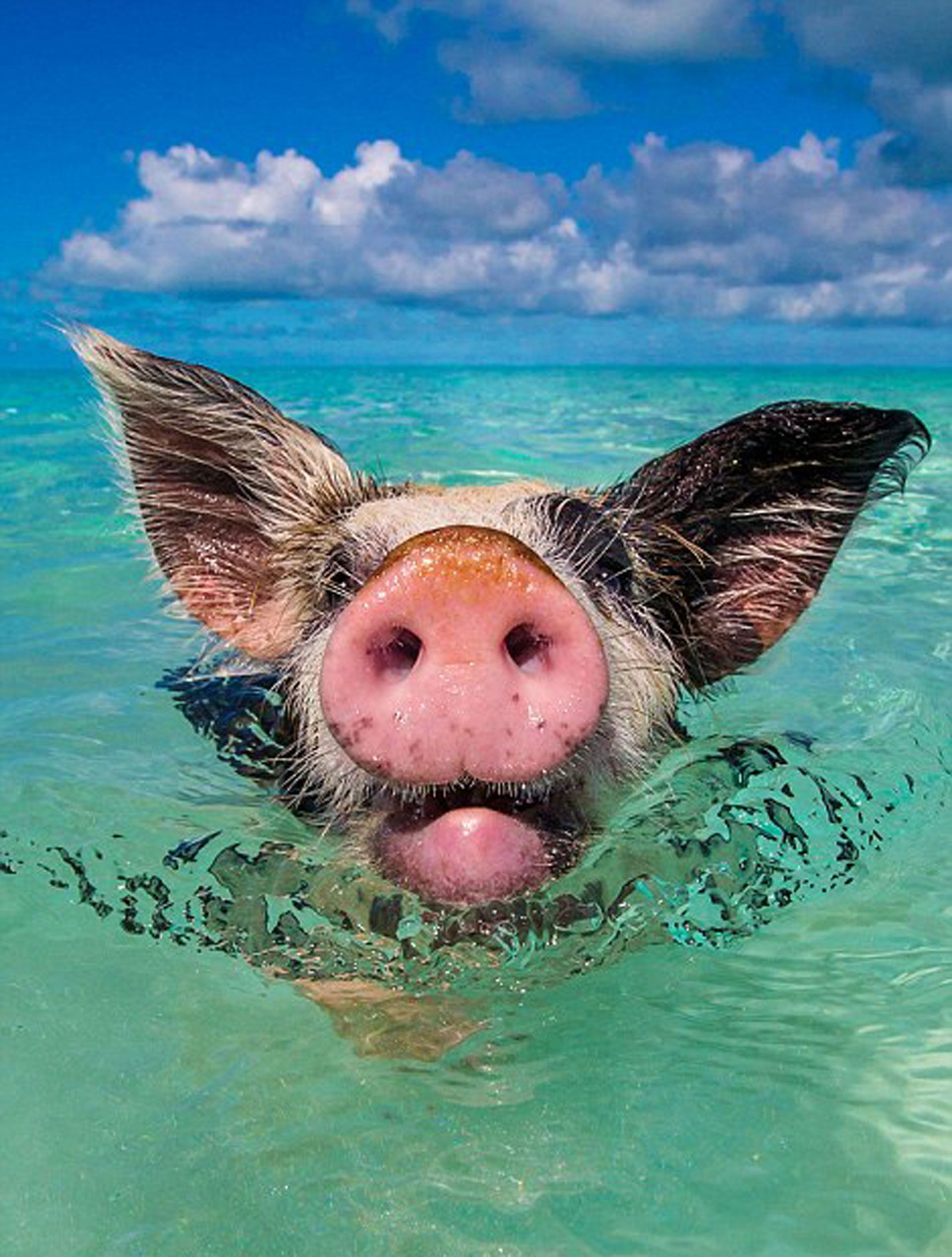 1920x2533, 452 Kb / хрюшка, море, свинья, уши, нос, пятак