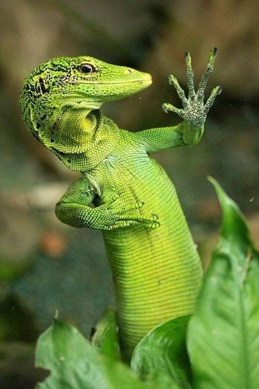 530x796, 69 Kb / ящерица, зелёный, листья
