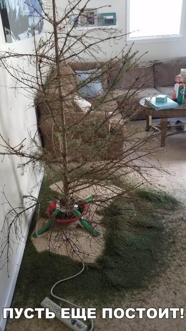 600x1067, 173 Kb / елка, иголки, диван,