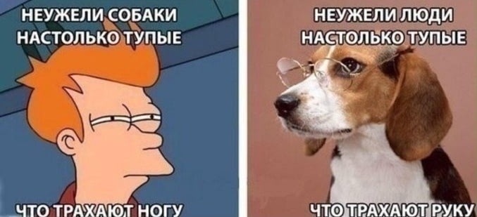 677x309, 52 Kb / собаки, нога, рука, очки, фрай