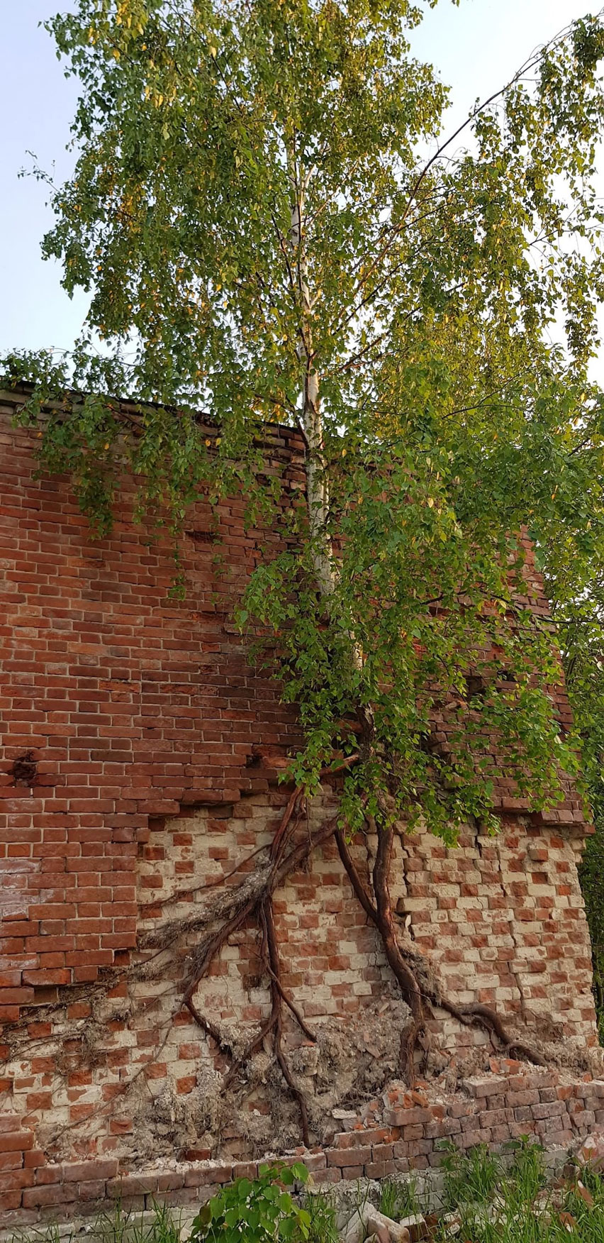 852x1752, 605 Kb / берёза, стена