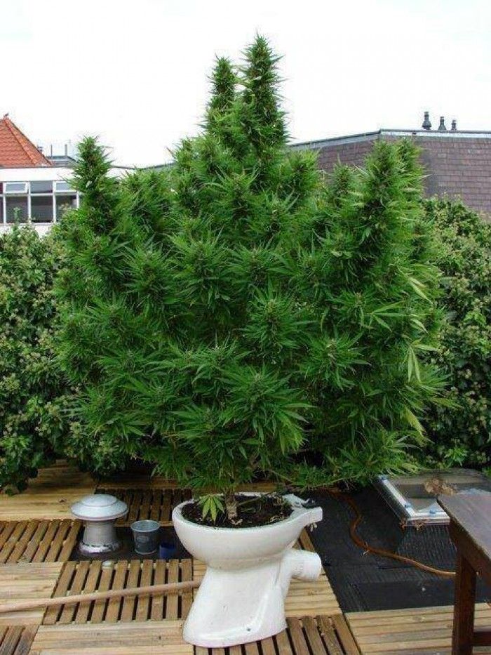 700x933, 141 Kb / канабис, унитаз, горшок, букет