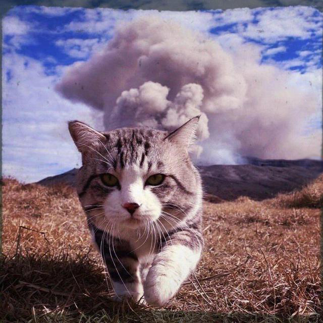 640x640, 227 Kb / кот, вулкан