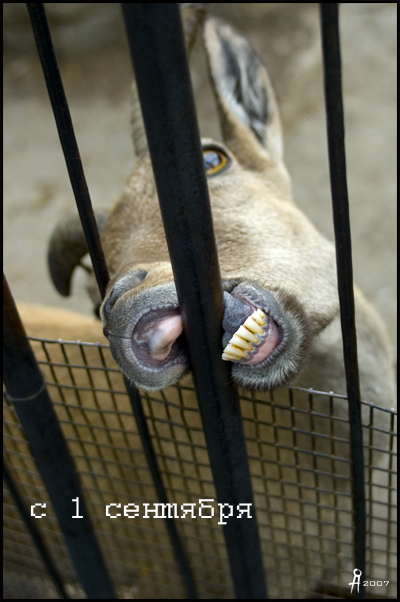 400x602, 197 Kb / осёл, решётка, первое сентября