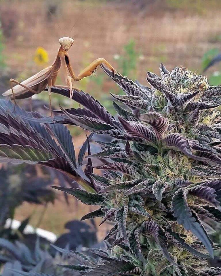 768x960, 124 Kb / богомол, трава