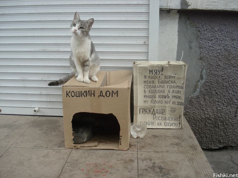 800x600, 91 Kb / кошка, попрошайка