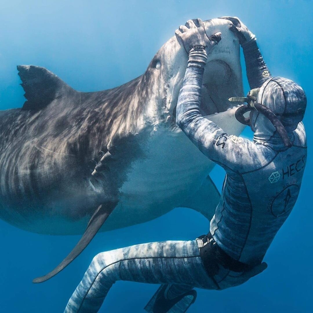 1080x1080, 263 Kb / акула, пасть, дайвер