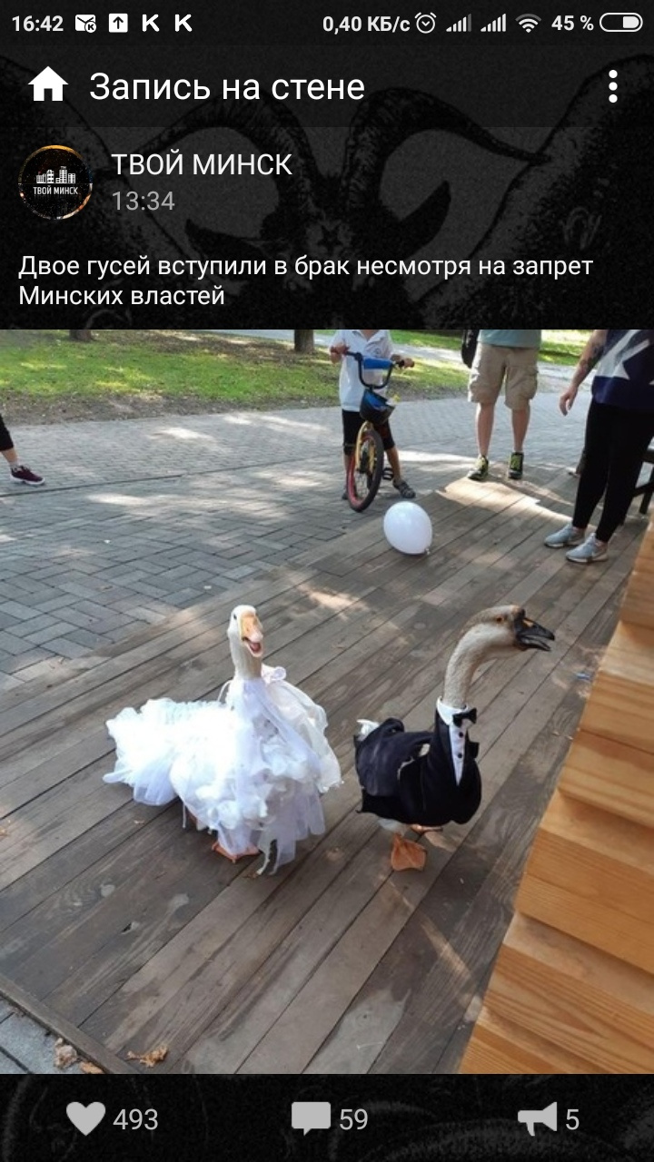 720x1280, 304 Kb / гуси, свадьба, минск