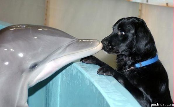 596x365, 27 Kb / собака, дельфин