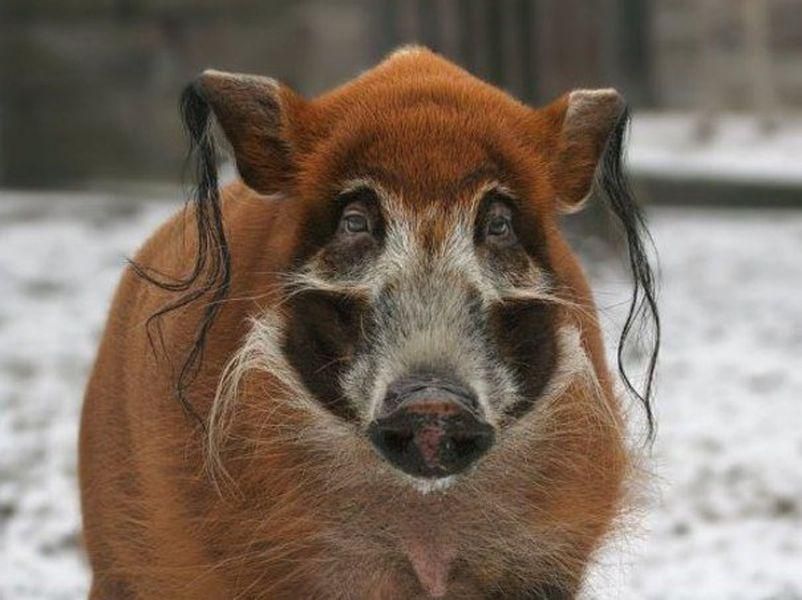 802x600, 63 Kb / кабан, свинья, пейсы