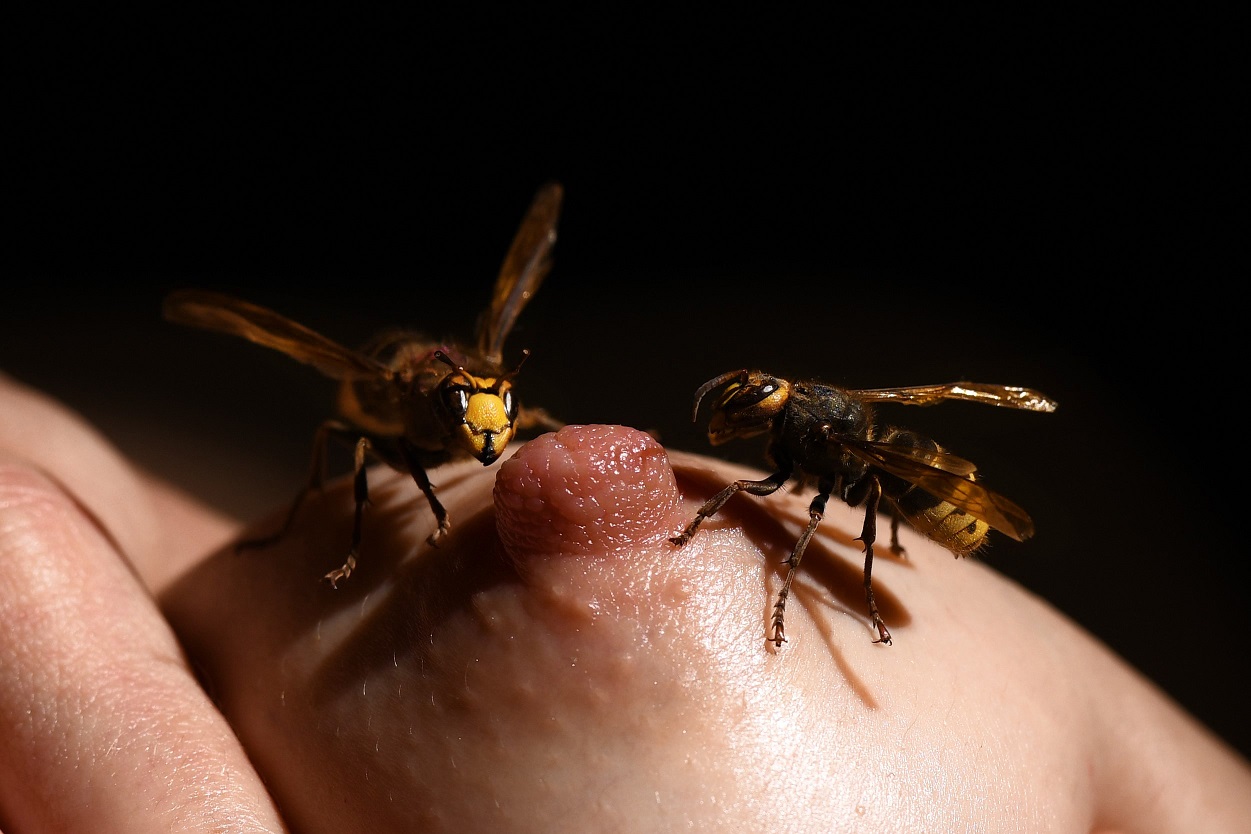 1251x834, 189 Kb / грудь, сосок, пчела