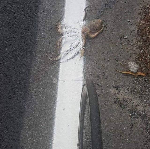 640x634, 74 Kb / колесо, полоса, осьминог