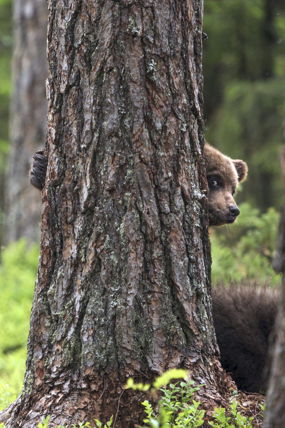 1200x1800, 507 Kb / медвежонок, лес, ствол, дерево, сосна