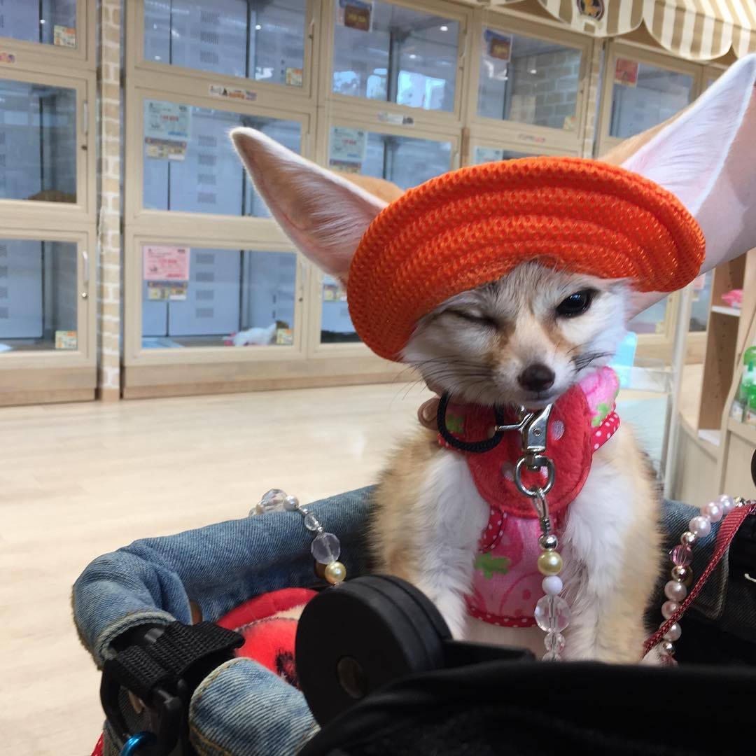 1080x1080, 115 Kb / фенек, шляпа, уши, ошейник, бусы, джинсы, клетка, корзина, зоомагазин