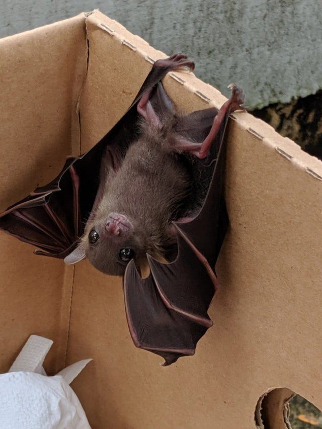 640x853, 78 Kb / летучая мышь, коробка