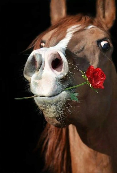 408x600, 32 Kb / лошадь, роза, цветок, конь, морда, голова