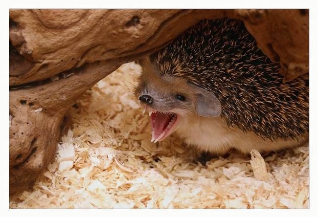 650x446, 58 Kb / еж