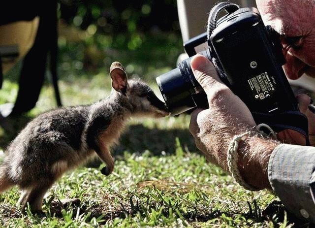 640x463, 83 Kb / кенгуру