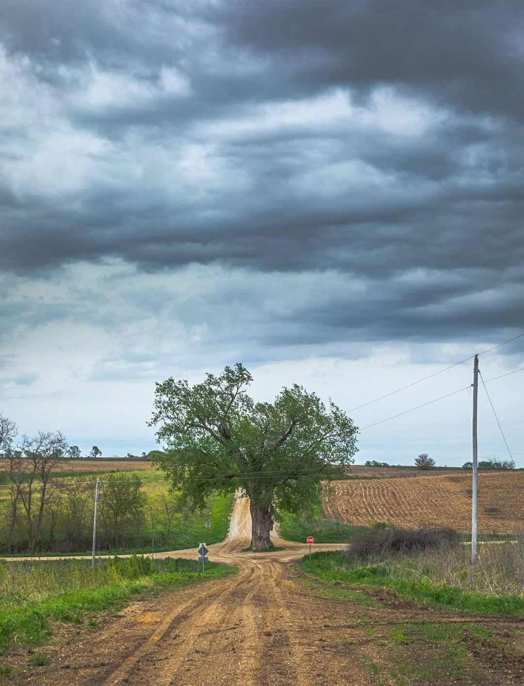 1080x1414, 428 Kb / дерево, развилка, поле