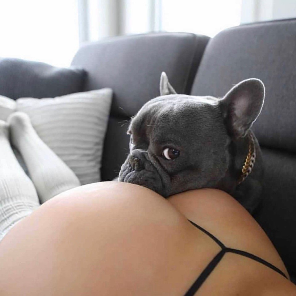 959x959, 127 Kb / гетры, собака, бульдог, стринги, попа