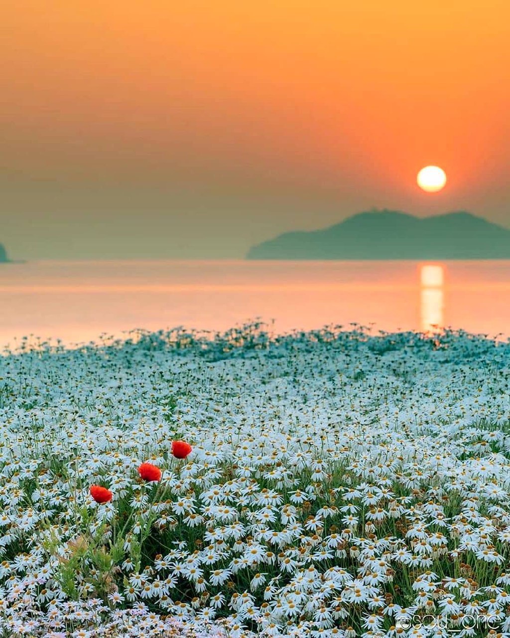 1024x1280, 312 Kb / Холм, Ромашки, Солнце