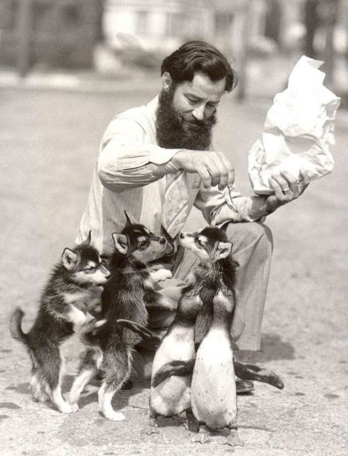 700x916, 103 Kb / пингвинята, щенки, ч/б