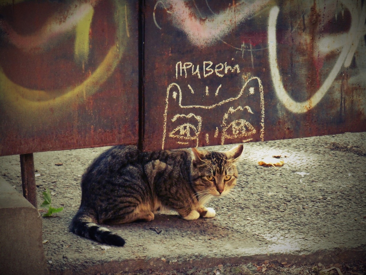 1280x960, 419 Kb / кот, мурзик, привет, мелок, ворота, взгляд