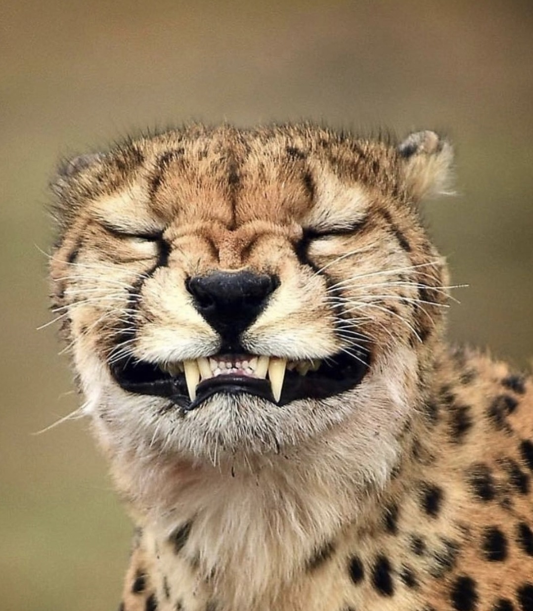 1078x1236, 273 Kb / гепард, морда, улыбка, оскал