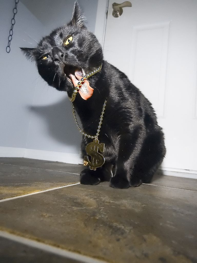 768x1024, 103 Kb / кот, крутой