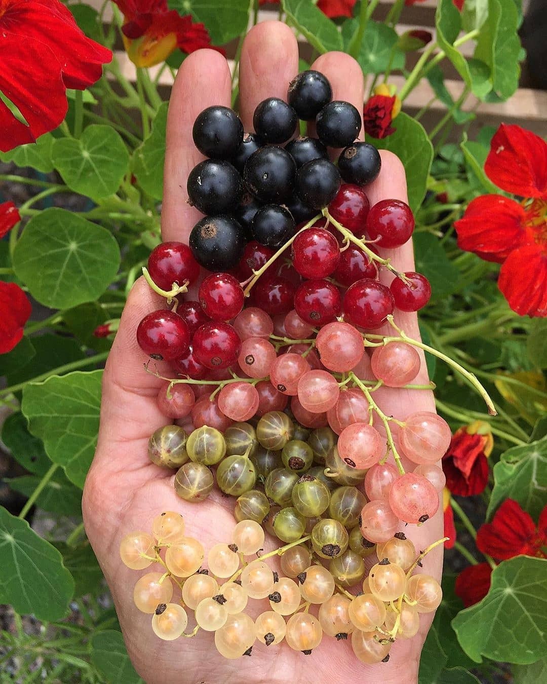 1080x1350, 241 Kb / смородина, крыжовник, поречки, ягоды