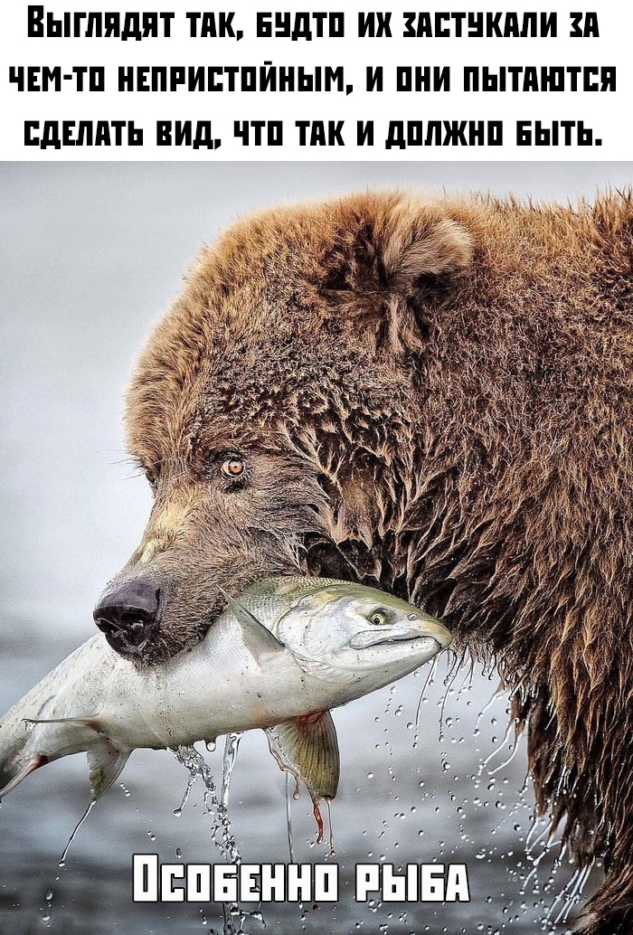 700x1034, 412 Kb / медведь, рыба, взгляд