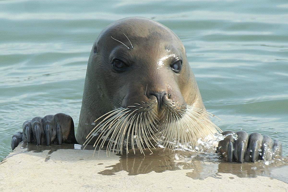 1200x800, 155 Kb / морской лев, усы, глаза, лапы, вода