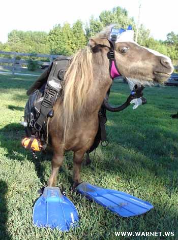 350x473, 56 Kb / лошадка, ласты, пони, дайвер