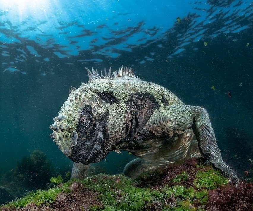 852x710, 141 Kb / под водой, ящер, морской дракон, Эквадор, годзилла