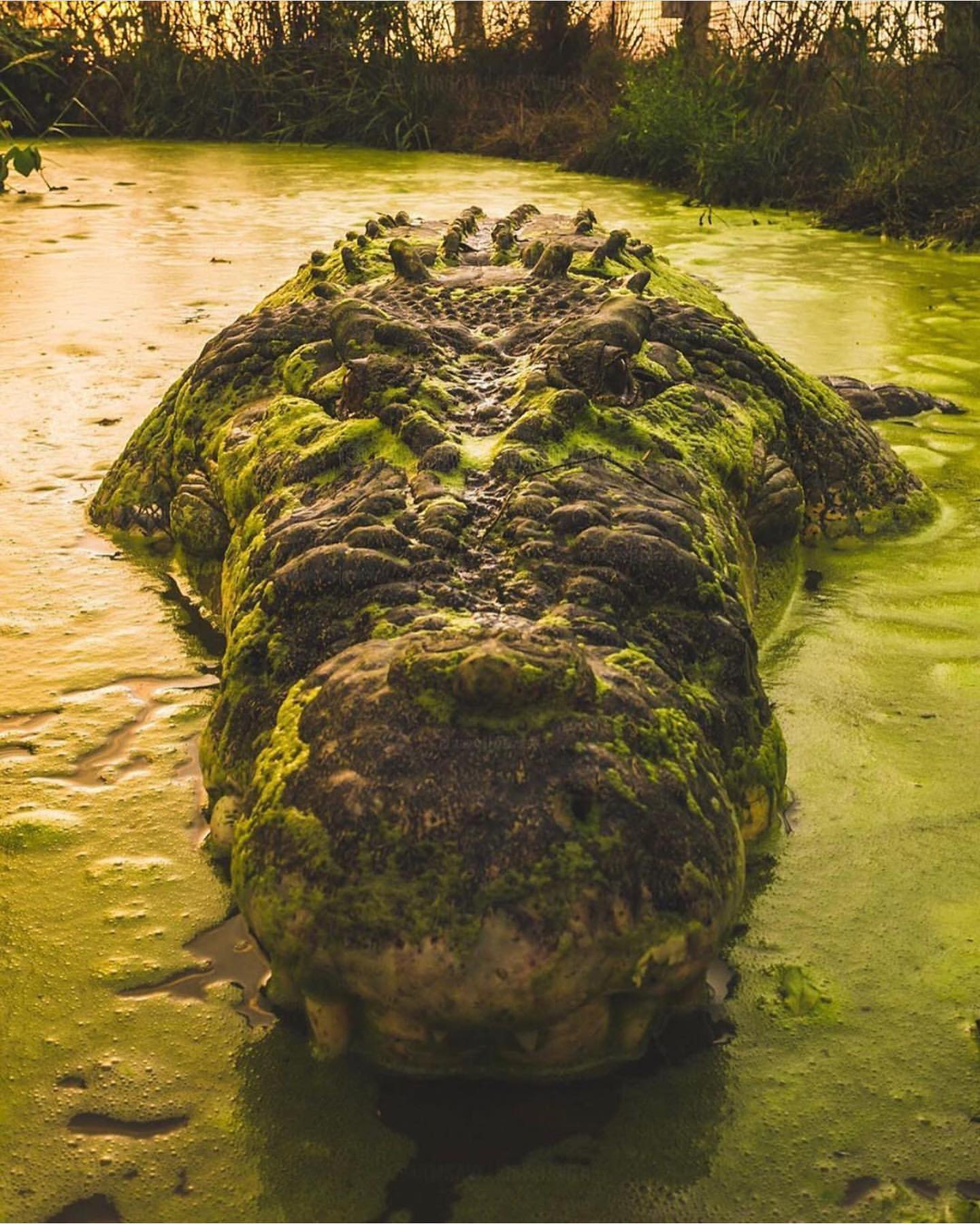 1440x1799, 293 Kb / крокодил, тина